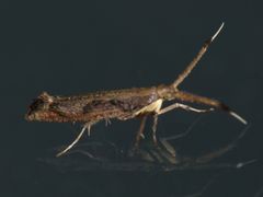 Protosynaema steropucha