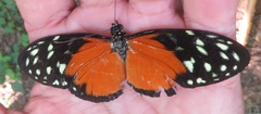 Heliconius hecale zuleika