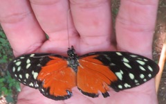 Heliconius hecale zuleika