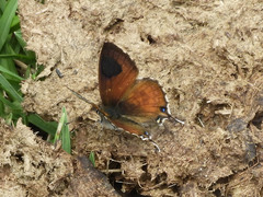 Uranothauma nubifer nubifer