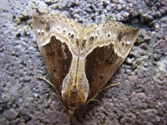 Hypena crassalis