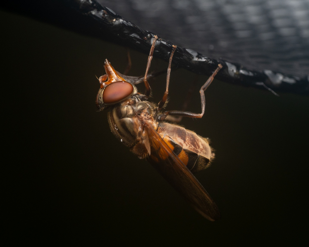 American Snout Fly