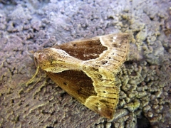 Hypena crassalis