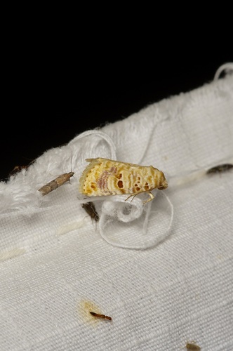 Lantana Moth Species Complex photo 4