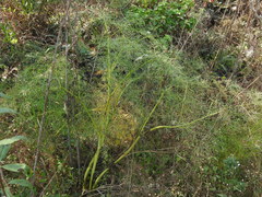 Arracacia tolucensis multifida