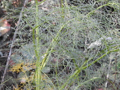 Arracacia tolucensis multifida
