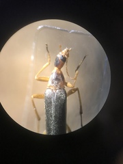 Cephaloon lepturides