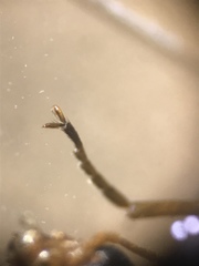 Cephaloon lepturides