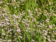 Fleischmannia pycnocephala