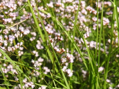 Fleischmannia pycnocephala