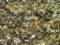 Caloplaca litoricola