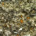 Caloplaca litoricola - Photo (c) troy_mcmullin, some rights reserved (CC BY-NC), uploaded by troy_mcmullin