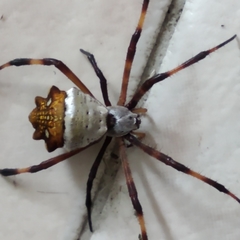 Argiope argentata