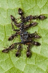 Technomyrmex albipes