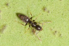 Technomyrmex albipes