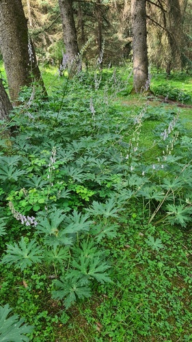 Aconitum sinomontanum, photograph 1