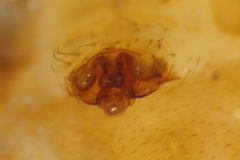 Bolyphantes alticeps