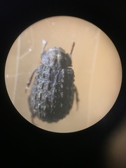 Trox variolatus