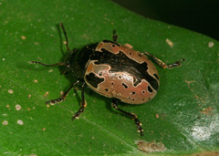 Calligrapha ramulifera