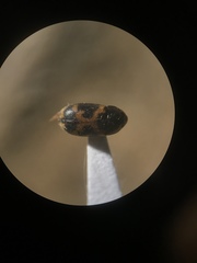 Mycetophagus flexuosus