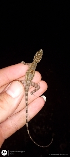 Cave Anole
