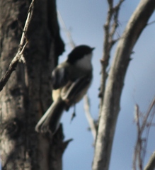 Poecile atricapillus