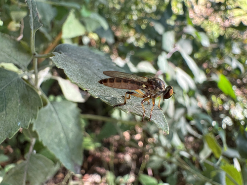 Unknown species found near N Karyn Ave, Fayetteville, AR, US