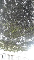 Vachellia macracantha