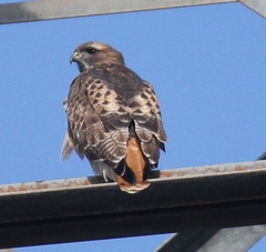 Buteo jamaicensis