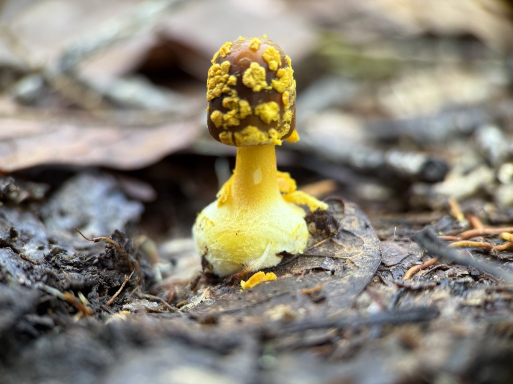 Amanita flavoconia · October 2025 · photo: © bealeiderman (iNaturalist, cc-by)