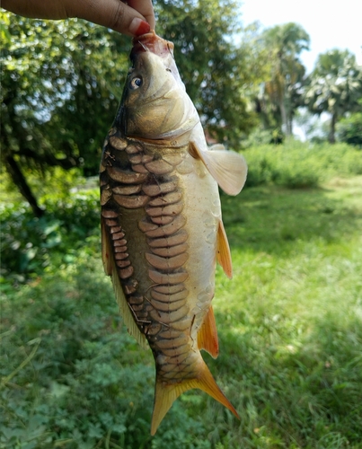 European Carp