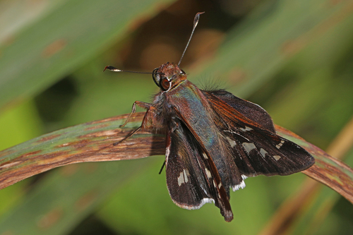 Opigena Skipper