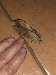 Lepidoptera