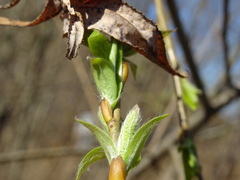 Salix triandra