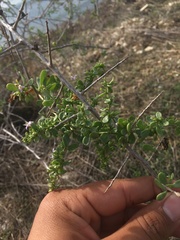 Lycium brevipes hassei