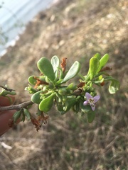 Lycium brevipes hassei