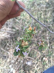 Lycium brevipes hassei