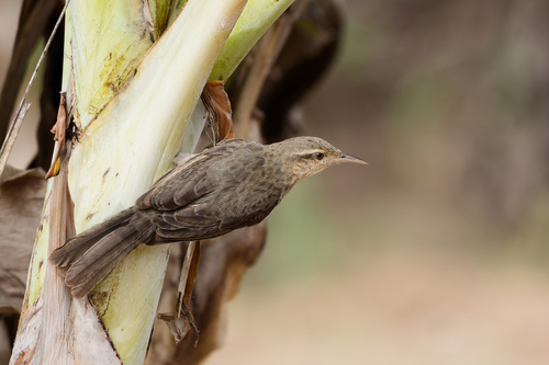 Thrush-like Wren (Campylorhynchus turdinus), photo 10