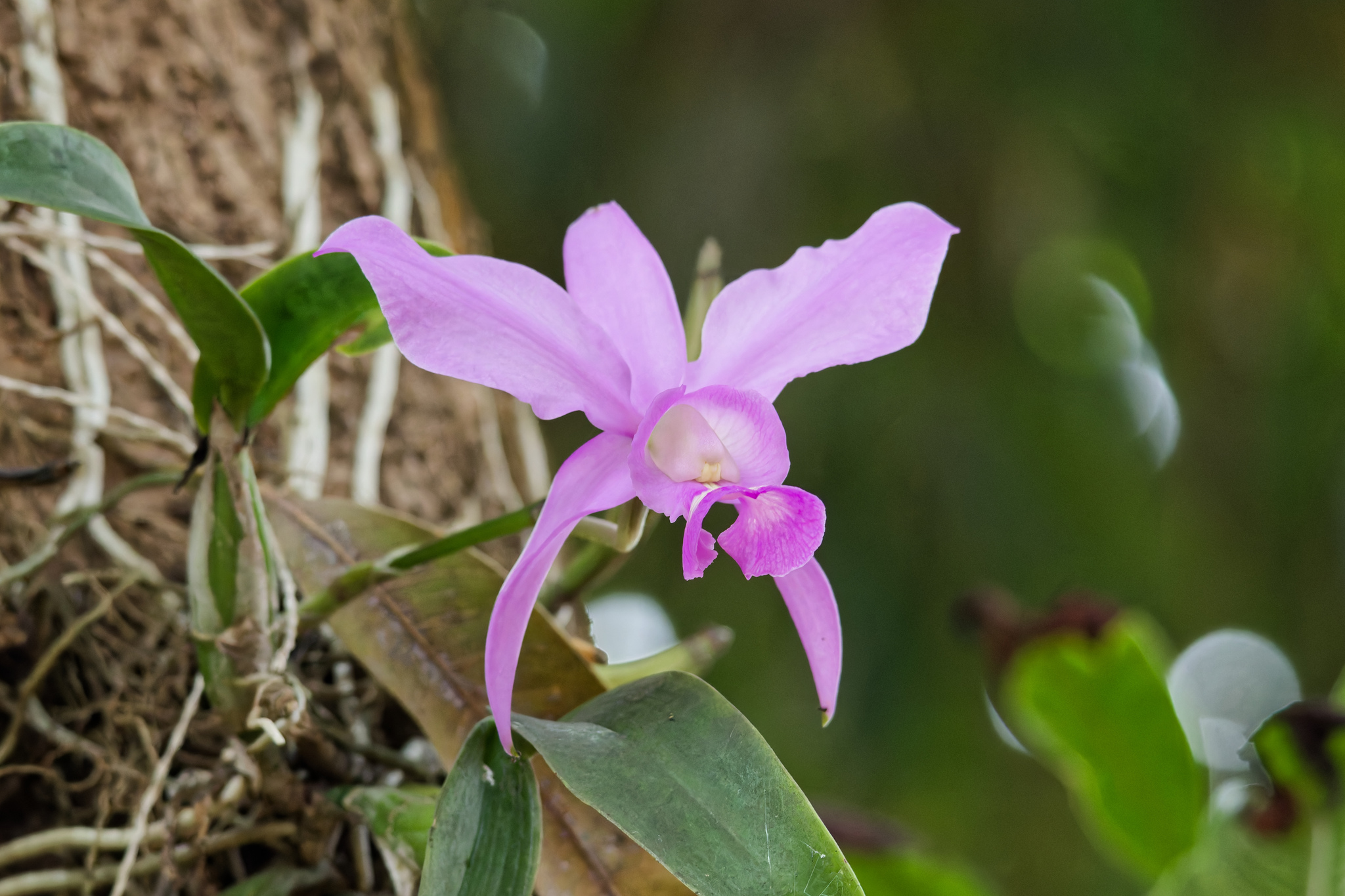 Cattleya Nobilior (Cattleya nobilior)