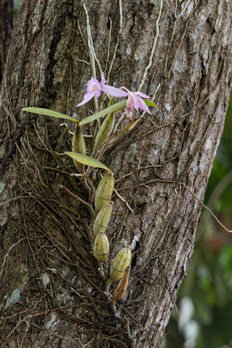 Cattleya nobilior, photograph 1