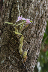Cattleya nobilior, photograph (c) Donald Davesne, some rights reserved (CC BY)
