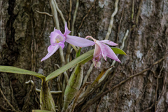 Cattleya nobilior, photograph (c) Donald Davesne, some rights reserved (CC BY)