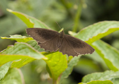 Panyapedaliodes drymaea