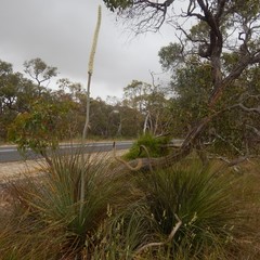 Xanthorrhoea caespitosa