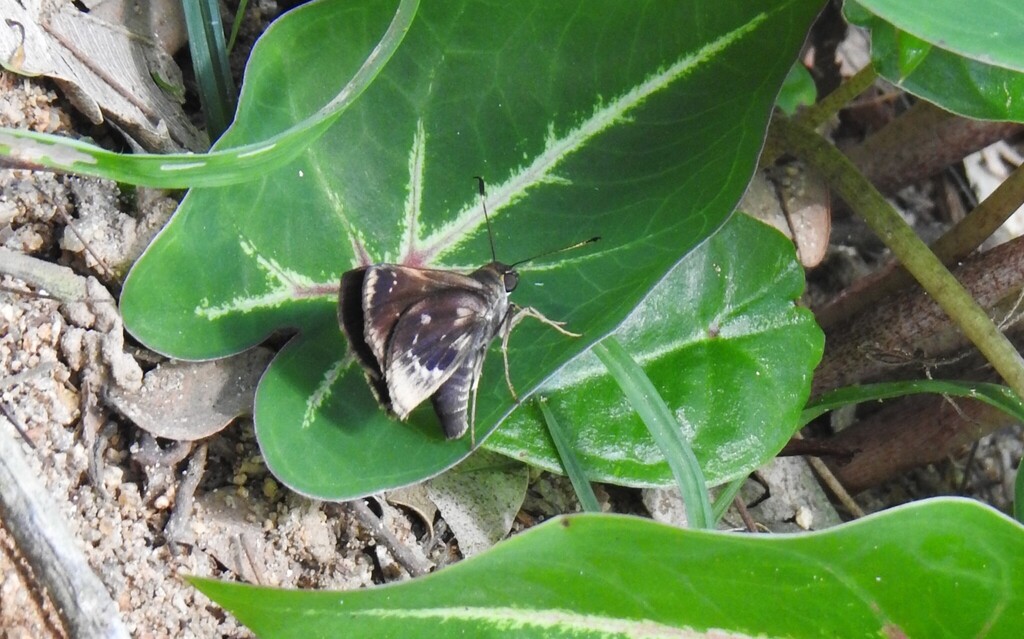 Melius Skipper
