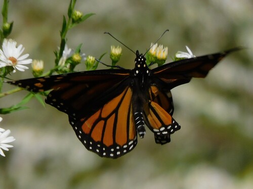 Monarch Butterfly