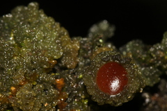 Leptogium phyllocarpum