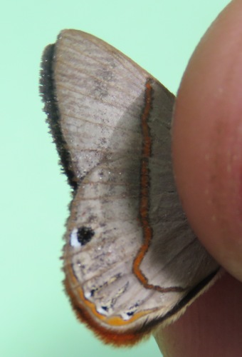 Euselasia sergia
