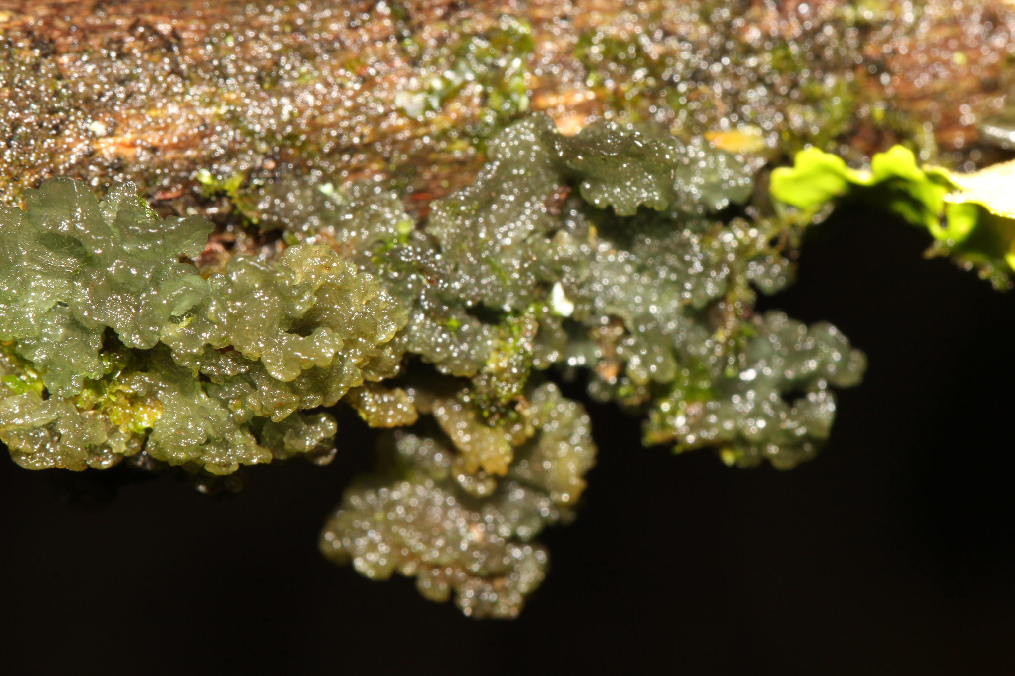 Leptogium phyllocarpum var. phyllocarpum image