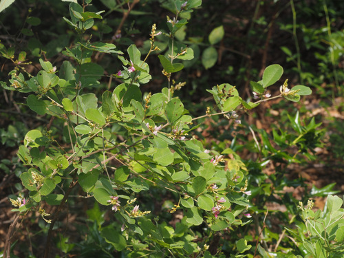 Lespedeza davidii iNat (2)